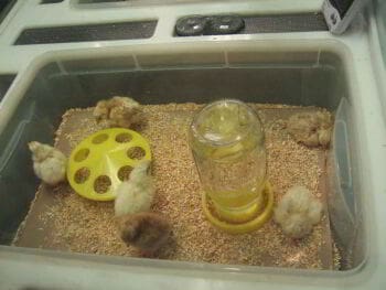 Incubadoras de empresas. Qué son y qué buscan