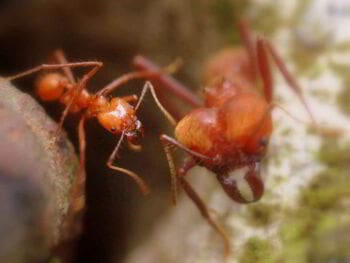 La relación jefe – subordinado La relación jefe – subordinado