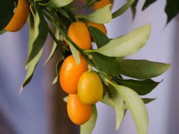 ¿Qué es administración anticrética? ¿Qué es administración anticrética?