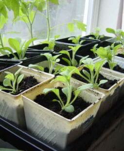 ¿Qué son crecimiento económico y desarrollo económico? ¿Se relacionan?