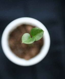 Los valores como base del crecimiento empresarial