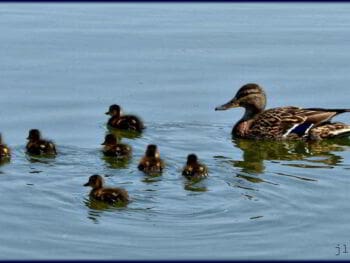 Liderando equipos de trabajo Liderando equipos de trabajo