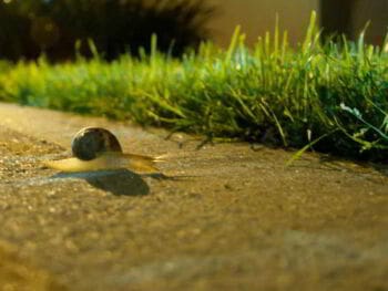 Modelo burocrático de Max Weber Modelo burocrático de Max Weber