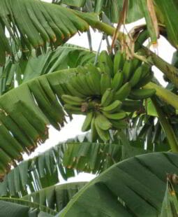 Costos de producción en los diferentes cultivos de Tumbes en Perú