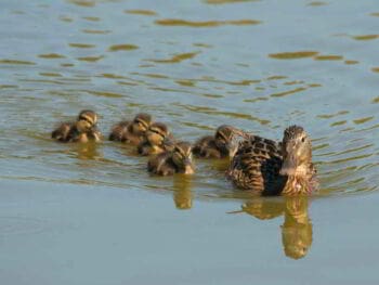 Reemplazando autoridad por liderazgo Reemplazando autoridad por liderazgo