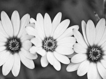 ¿Cuáles son las tres estrategias genéricas de Porter? ¿Cuáles son las tres estrategias genéricas de Porter?