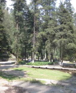 Sector forestal en México