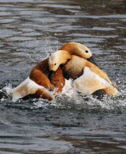 Técnicas de negociación efectiva