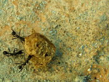 Conformación de equipos de trabajo