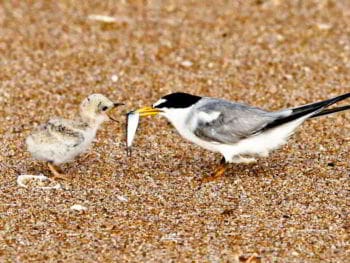 Formación profesional y gestión del talento
