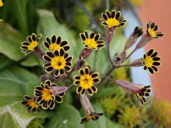 Gerencia generativa como alternativa en la crisis Gerencia generativa como alternativa en la crisis