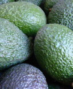 Elaboración y evaluación de un proyecto agrícola. Siembra del Aguacate Hass