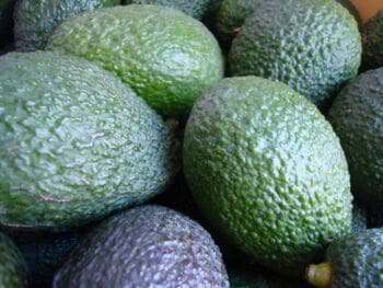 Elaboración y evaluación de un proyecto agrícola. Siembra del Aguacate Hass Elaboración y evaluación de un proyecto agrícola. Siembra del Aguacate Hass