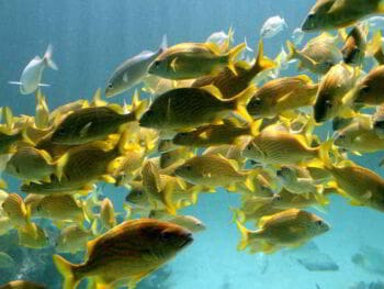 Dirección de equipos de trabajo Dirección de equipos de trabajo