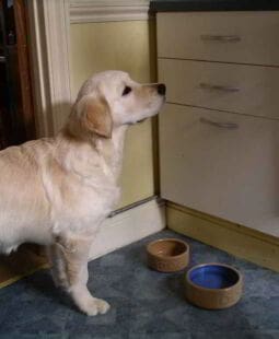 Lanzamiento de productos. Alimento balanceado para perros