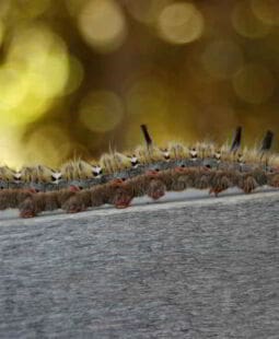 Evolución del proceso administrativo