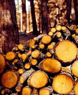 Análisis financiero de la empresa Maderera El Roble Viejo S.A.