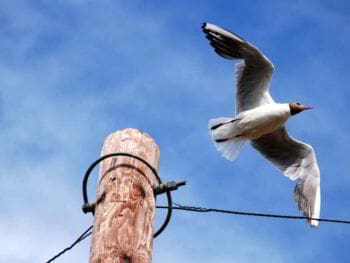 Cómo sobrevivir a un despido