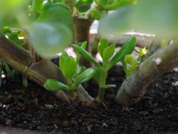 Teoría y práctica del desarrollo organizacional Teoría y práctica del desarrollo organizacional