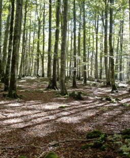 Una plaza de mercado internacional de servicios ambientales