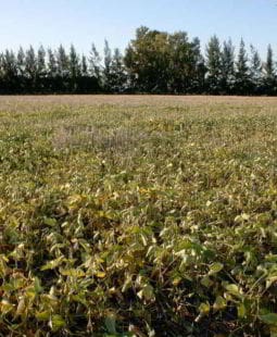 Sector agropecuario Argentino y su importancia en la economía nacional