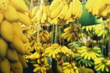 Cluster bananero para el desarrollo económico del Valle del Chira en Perú