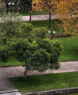 Técnica del árbol de ingresos y egresos para el manejo de tus finanzas personales