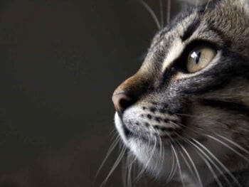 La intuición como recurso de los directivos