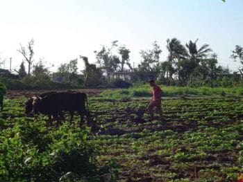 Sector agropecuario de la región de Cienfuegos en Cuba