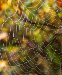 ¿Qué es Network Marketing o Mercadeo Multinivel?