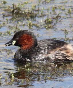 Incentivos fiscales para proteger el medio ambiente