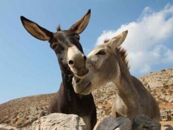 Relaciones sentimentales en las organizaciones Relaciones sentimentales en las organizaciones