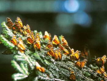 Ecoturismo. Uma alternativa para o Desenvolvimento Ecoturismo. Uma alternativa para o Desenvolvimento