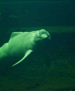 A busca de estratégias competitivas através da gestão ambiental