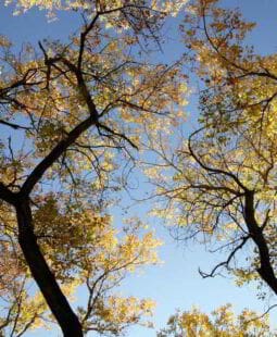 A contabilidade como instrumento de gestão ambiental