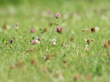 Proyectos empresariales. Centro de producción de Lucraco con fines terapéuticos