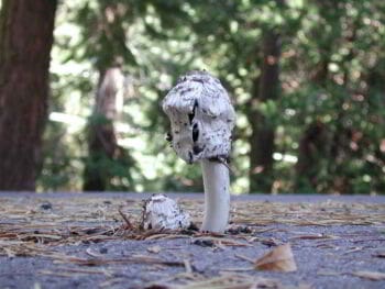 Resiliencia Resiliencia