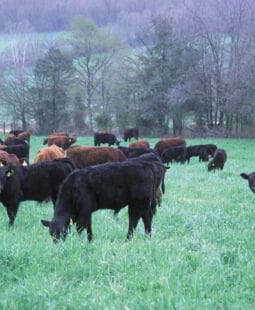 Agricultura y ganadería orgánica