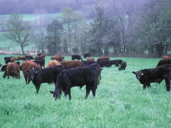Agricultura y ganadería orgánica