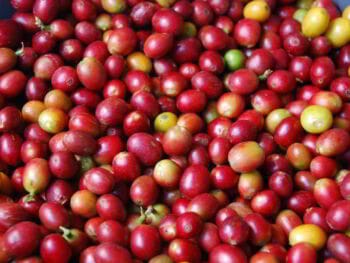 Modelo de las cinco fuerzas de Michael Porter para analizar la industria del café en México Modelo de las cinco fuerzas de Michael Porter para analizar la industria del café en México