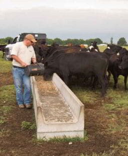 Kaizen aplicado a la actividad agropecuaria