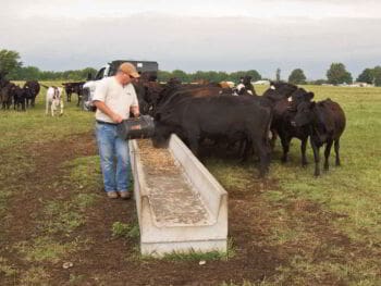 Kaizen aplicado a la actividad agropecuaria