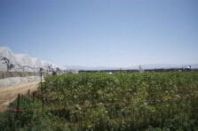 Estructura económica del Moshav ovdim en Israel para el desarrollo agrícola