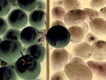 Diferencias entre empresas familiares y empresas de familia Diferencias entre empresas familiares y empresas de familia