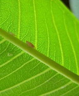 A contabilidade como alavanca na construção do desenvolvimento sustentável