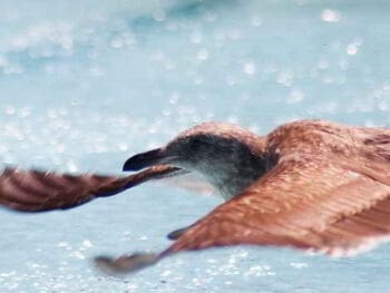 Errores en la investigación de mercados Errores en la investigación de mercados
