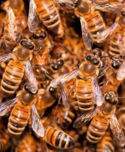 Swarming y tecnologías en colaboración