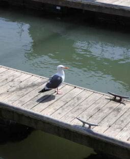 O turismo ecológico e a sustentabilidade O turismo ecológico e a sustentabilidade