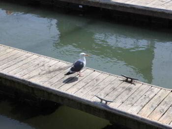 O turismo ecológico e a sustentabilidade