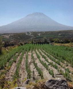 Estudios sobre la agricultura en el Perú